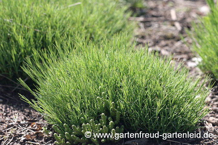 Dianthus petraeus subsp. noeanus – Geröll-Nelke, Igel-Nelke