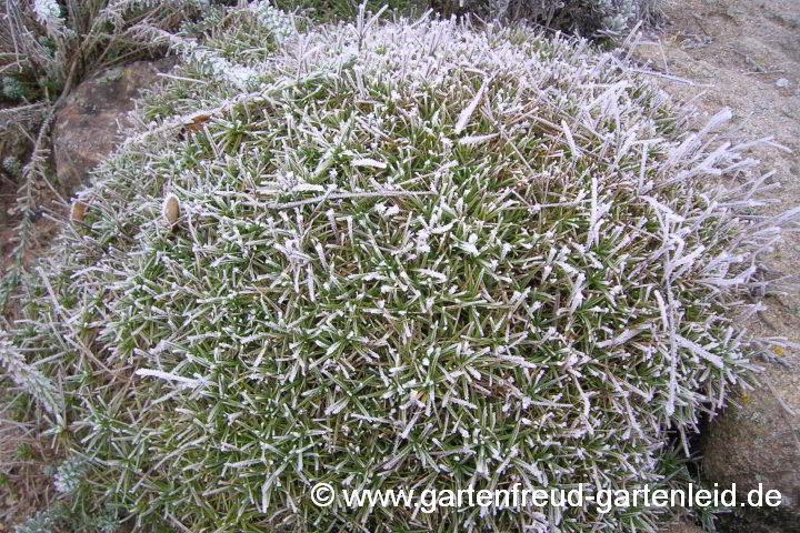 Dianthus petraeus subsp. noeanus – Geröll-Nelke, Igel-Nelke, Felsen-Nelke