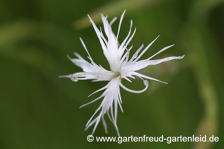 Dianthus petraeus subsp. noeanus – Geröll-Nelke, Igel-Nelke, Felsen-Nelke