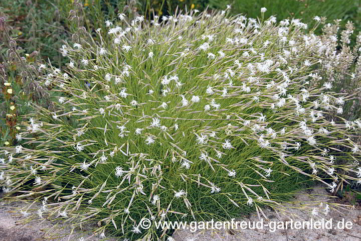 Dianthus petraeus subsp. noeanus – Geröll-Nelke, Igel-Nelke, Felsen-Nelke