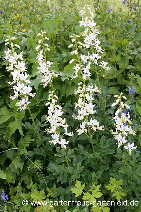 Dictamnus albus `Albiflorus´ – Brennender Busch, Diptam