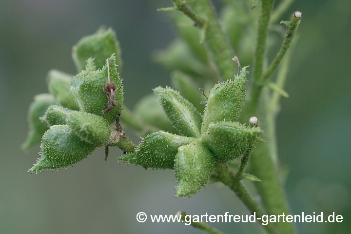 Dictamnus albus – Brennender Busch, Diptam, Fruchtstand