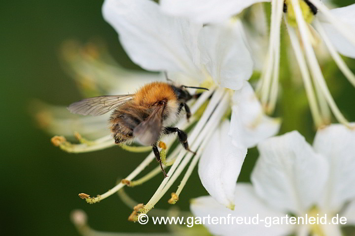 Dictamnus albus `Albiflorus´ – Brennender Busch, Diptam