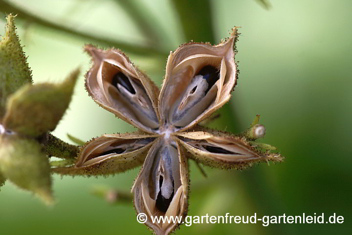 Dictamnus albus – Brennender Busch, Diptam, Samenkapseln