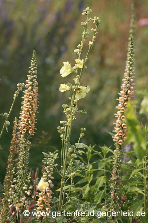 Digitalis ferruginea mit Alcea rugosa – Rostiger Fingerhut mit Gelber Stockrose