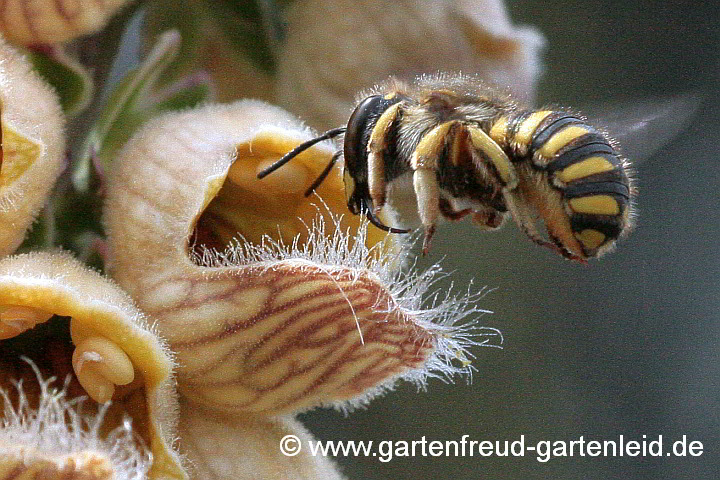 Digitalis ferruginea – Rostiger Fingerhut mit Garten-Wollbiene (Weibchen)