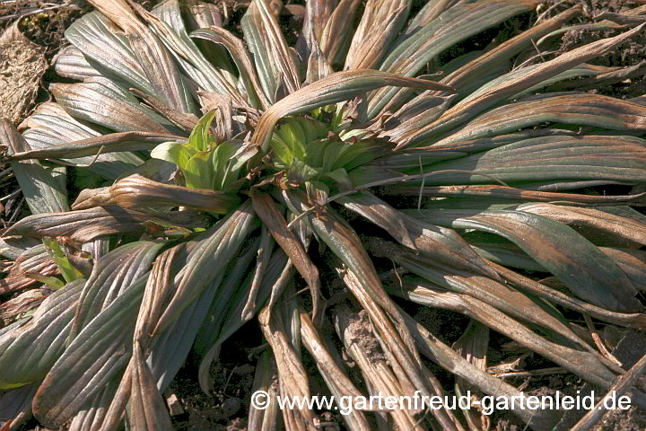 Digitalis ferruginea – Rostiger Fingerhut, Nebenrosetten