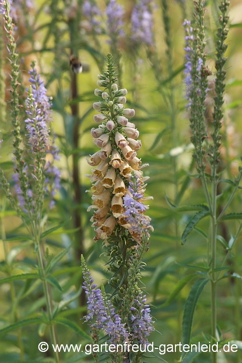 Digitalis ferruginea mit Veronica longifolia – Rostiger Fingerhut mit Langblättrigem Ehrenpreis