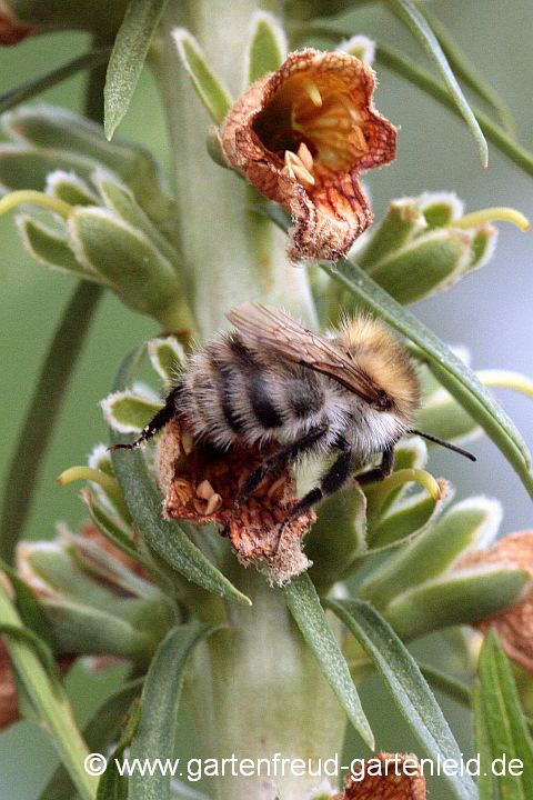 Digitalis ferruginea – Rostiger Fingerhut