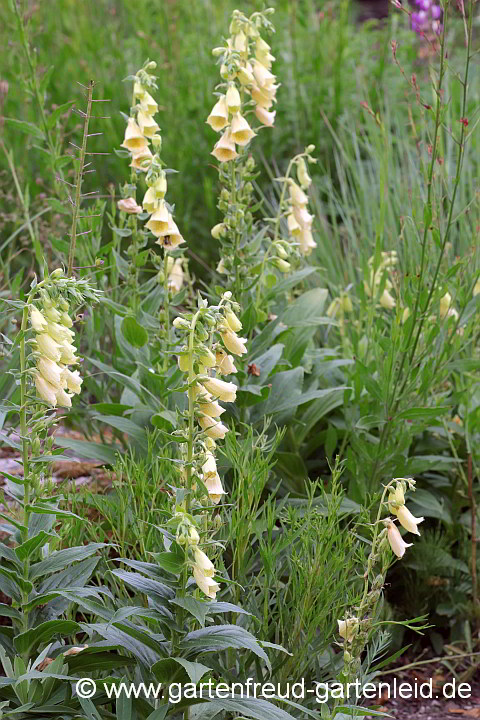 Digitalis grandiflora – Großblütiger Fingerhut