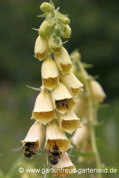 Digitalis grandiflora – Großblütiger Fingerhut mit Garten-Hummeln (Bombus hortorum)