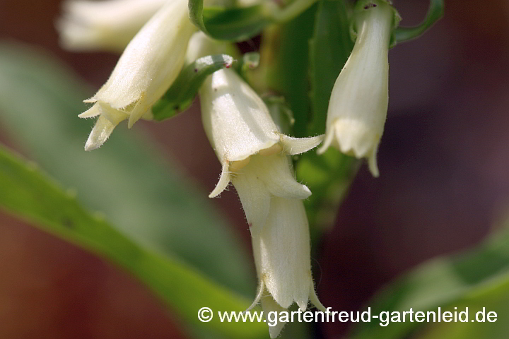 Digitalis lutea – Gelber Fingerhut