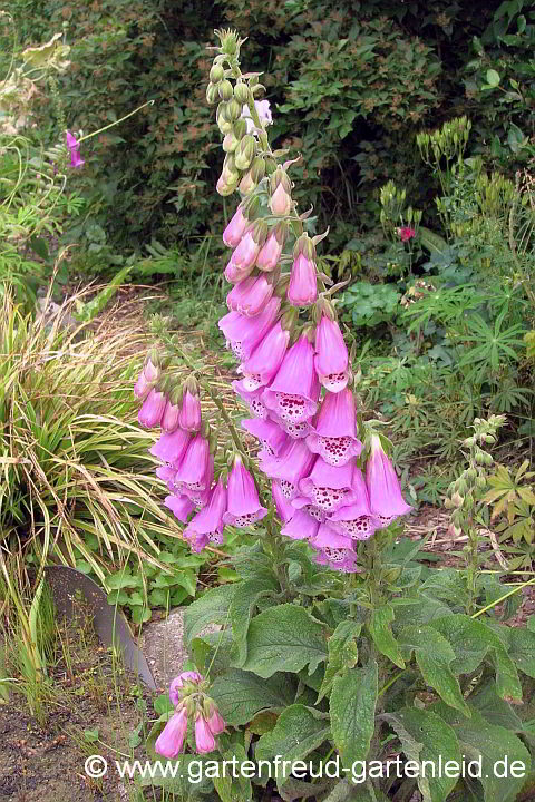 Digitalis purpurea – Roter Fingerhut