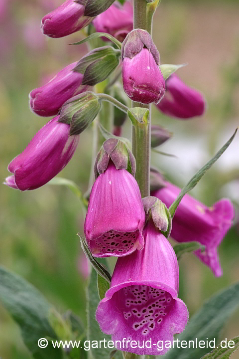 Digitalis purpurea – Roter Fingerhut