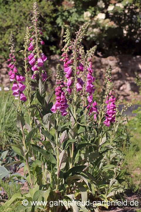 Digitalis purpurea – Roter Fingerhut