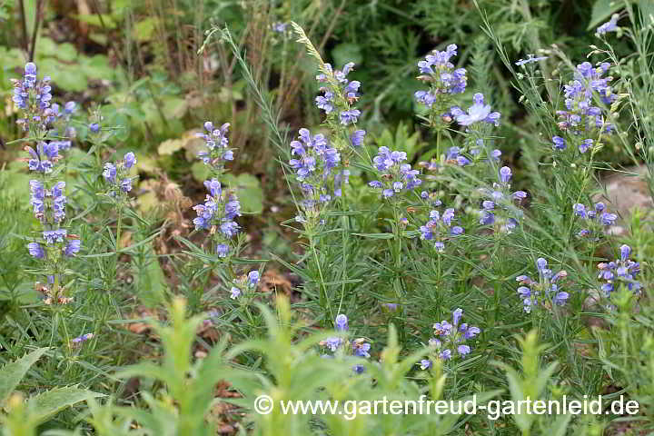 Dracocephalum ruyschiana – Nordischer Drachenkopf