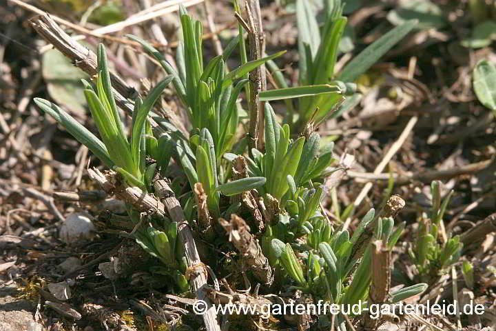 Dracocephalum ruyschiana – Nordischer Drachenkopf, Austrieb