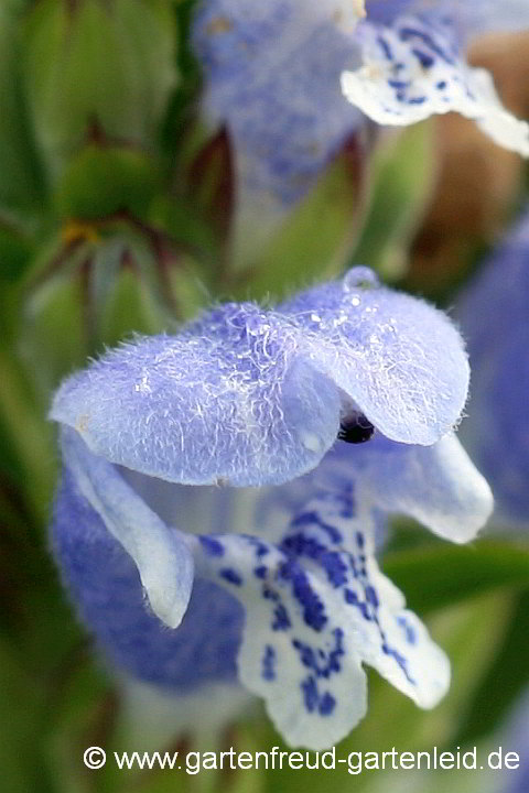 Dracocephalum ruyschiana – Nordischer Drachenkopf