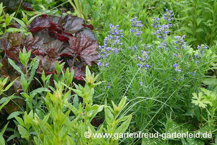 Dracocephalum ruyschiana mit Heuchera americana 'Palaca Purple'