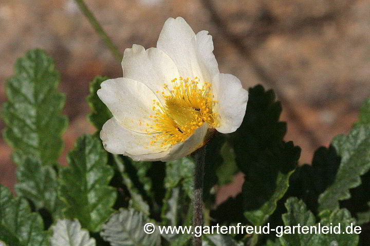 Dryas x suendermannii – Sündermanns Silberwurz, Garten-Silberwurz