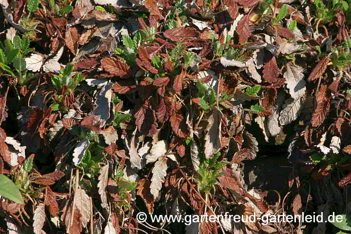 Dryas x suendermannii – Garten-Silberwurz, Kahlfrostschaden