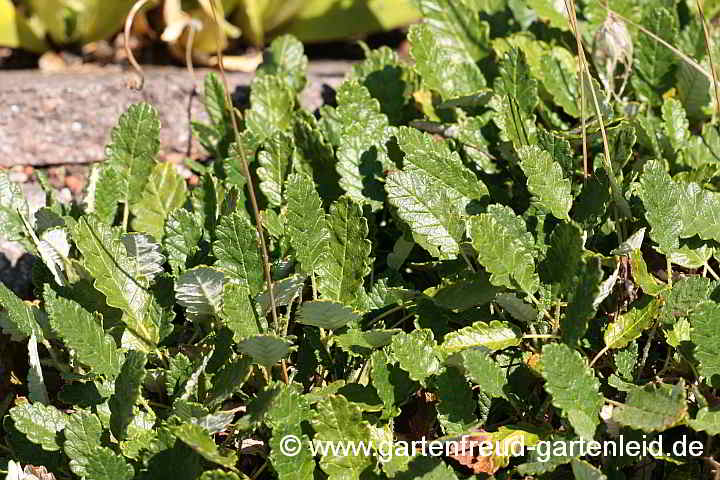 Dryas x suendermannii – Sündermanns Silberwurz, Garten-Silberwurz