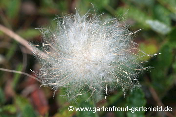 Dryas x suendermannii – Garten-Silberwurz, Samenstand
