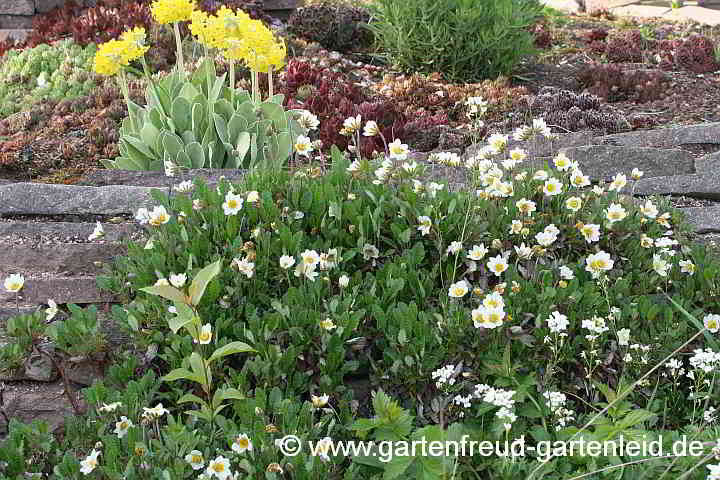 Dryas x suendermannii – Sündermanns Silberwurz, Garten-Silberwurz