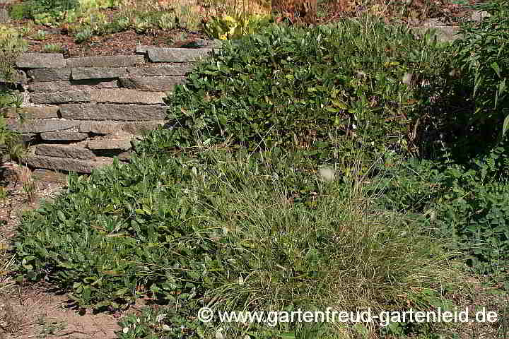 Dryas x suendermannii – Sündermanns Silberwurz, Garten-Silberwurz