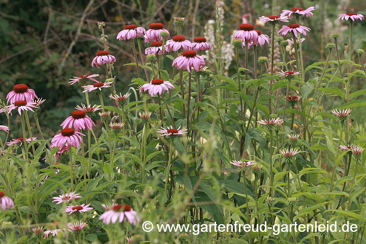 Echinacea purpurea – Roter Scheinsonnenhut