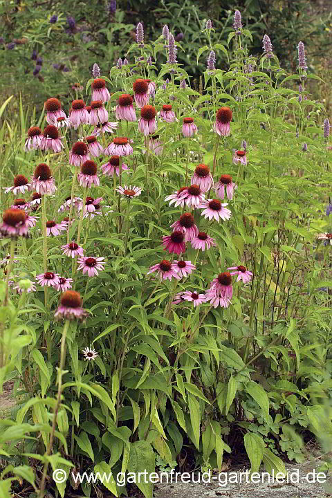 Echinacea purpurea (Roter Scheinsonnenhut) vor Agastache rugosa (Koreanische Minze)