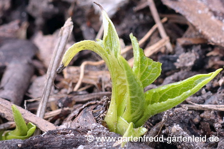 Echinacea purpurea 'Alba' – Roter Scheinsonnenhut, Austrieb