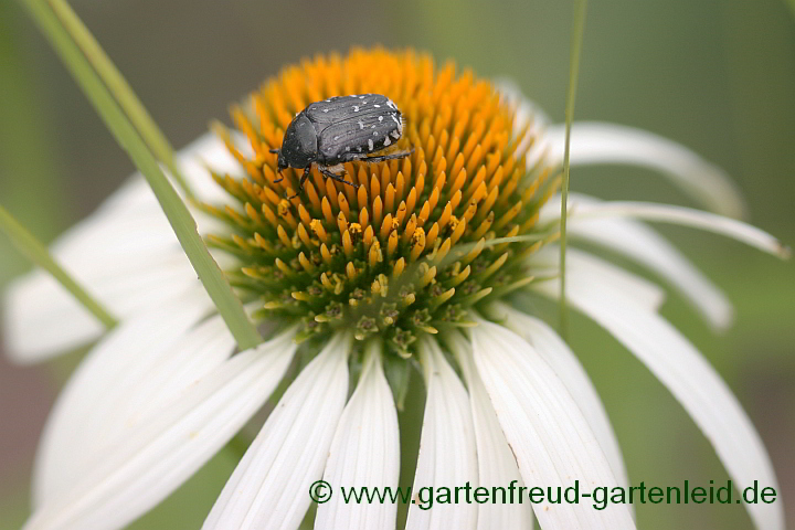 Trauer-Rosenkäfer auf Echinacea purpurea (Roter Scheinsonnenhut) 'Alba'