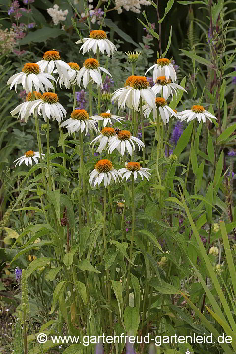 Echinacea purpurea 'Alba' – Roter Scheinsonnenhut, Roter Igelkopf
