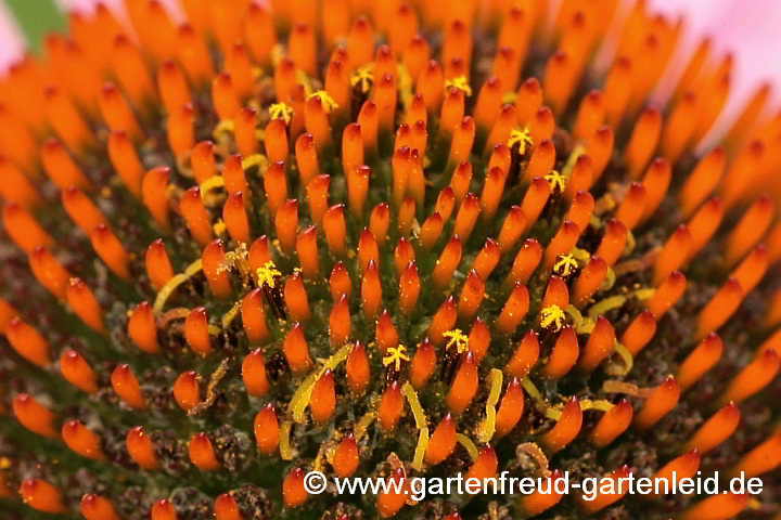 Echinacea purpurea – Roter Scheinsonnenhut, Blüten