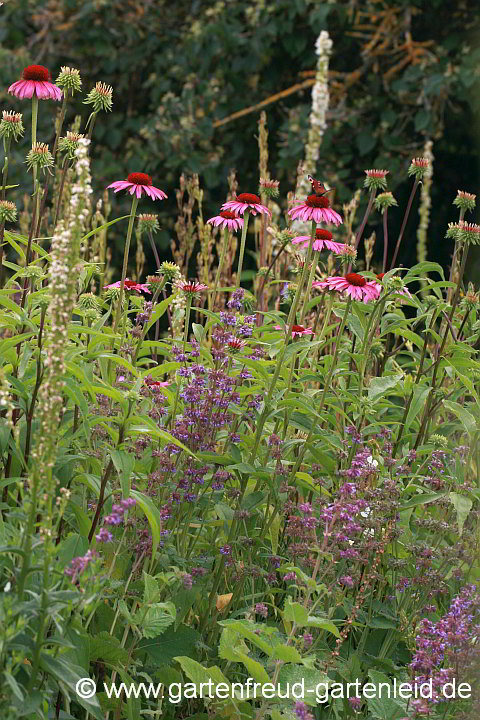 Echinacea purpurea mit Salvia verticillata