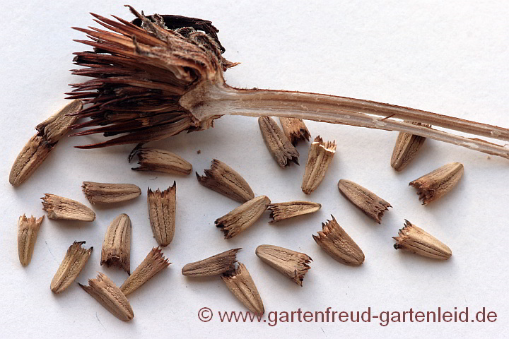 Echinacea purpurea – Roter Scheinsonnenhut, Samen