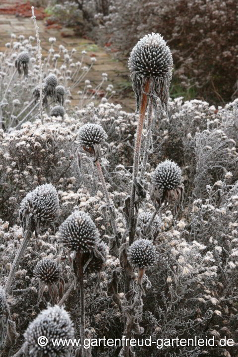 Echinacea purpurea – Roter Scheinsonnenhut im Winter