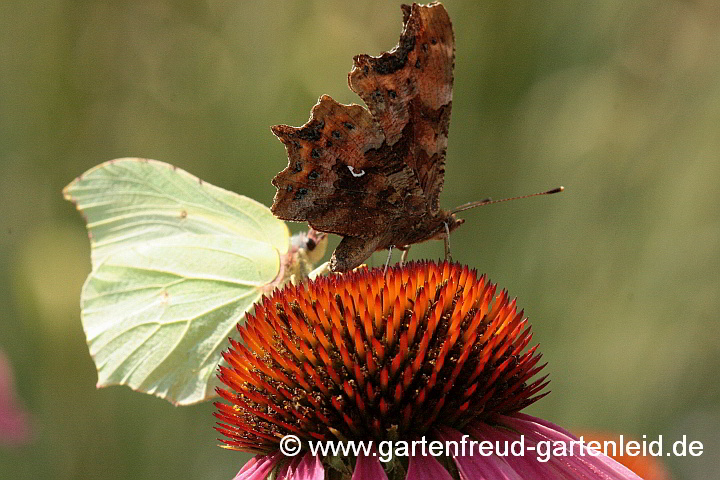 Echinacea purpurea – Roter Scheinsonnenhut mit Zitronenfalter und C-Falter