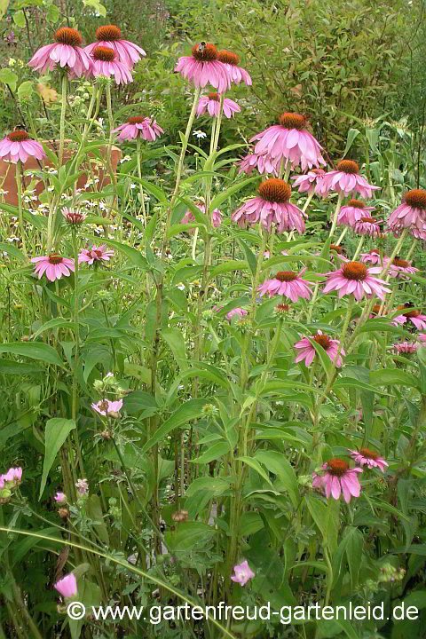 Echinacea purpurea – Roter Scheinsonnenhut, Roter Igelkopf