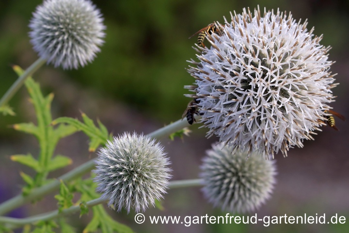 Echinops sphaerocephalus – Drüsige Kugeldistel, Blütenstände Echinops sphaerocephalus – Drüsige Kugeldistel, Blütenstände