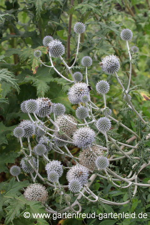 Echinops sphaerocephalus – Blütenstände