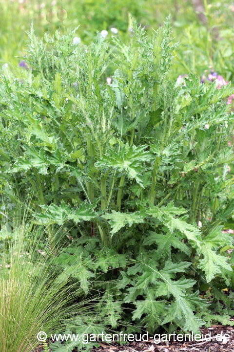 Echinops sphaerocephalus – Blatthorst