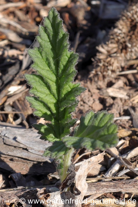 Echinops sphaerocephalus (Dr&uuml;sige Kugeldistel) &ndash; S&auml;mling