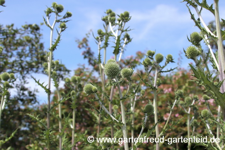 Echinops sphaerocephalus – Blütenstand