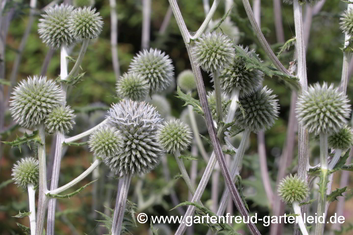 Echinops sphaerocephalus – Blütenstand