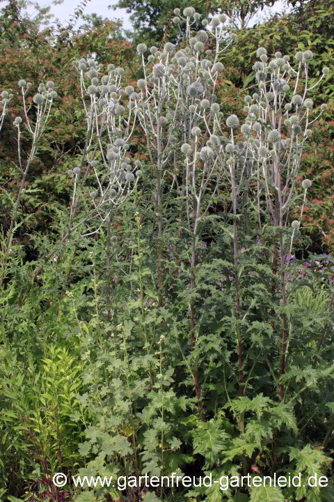 Echinops sphaerocephalus – Drüsige Kugeldistel