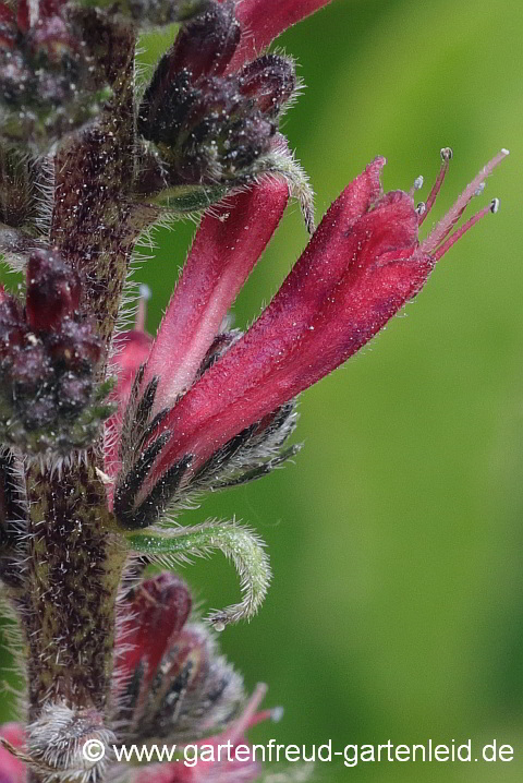 Echium russicum – Russischer Natternkopf, Blüten