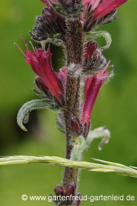 Echium russicum – Russischer Natternkopf, Blüten