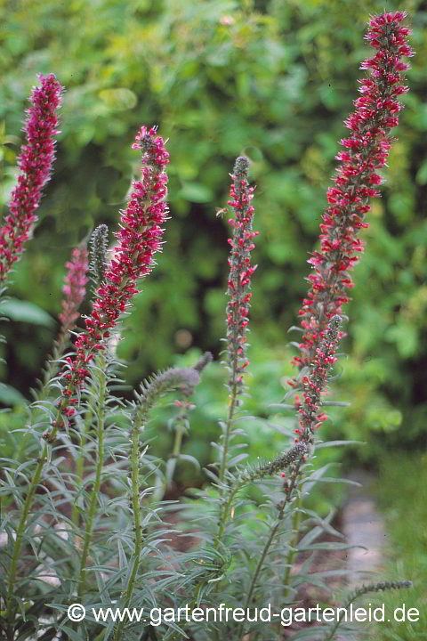 Echium russicum – Russischer Natternkopf